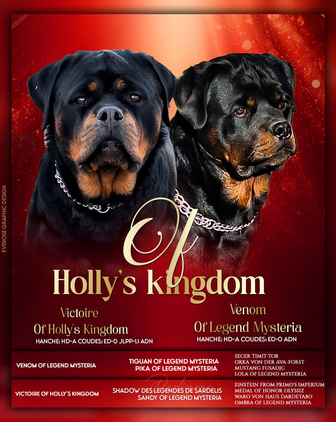 CHIOT 6 - Rottweiler