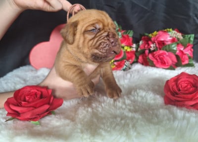 Les chiots de Dogue de Bordeaux