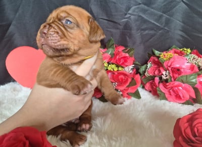 Les chiots de Dogue de Bordeaux
