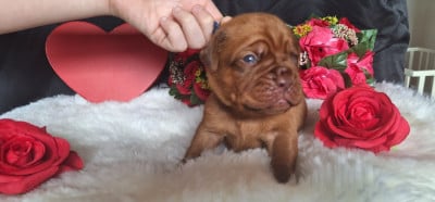 Les chiots de Dogue de Bordeaux