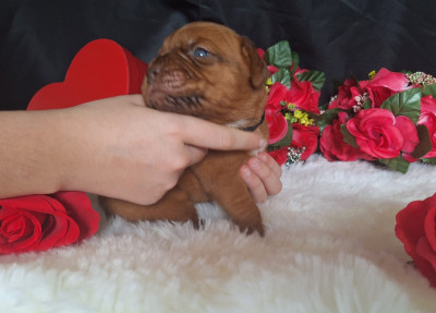 Les chiots de Dogue de Bordeaux