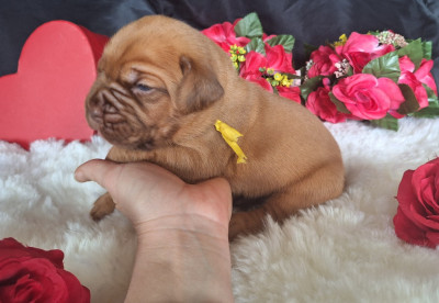 Les chiots de Dogue de Bordeaux