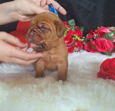 Les chiots de Dogue de Bordeaux