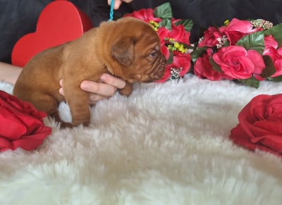 Les chiots de Dogue de Bordeaux