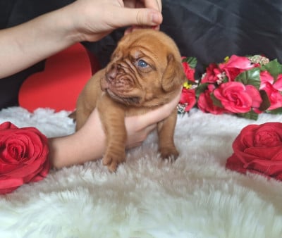 Les chiots de Dogue de Bordeaux