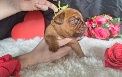 Les chiots de Dogue de Bordeaux