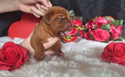 Les chiots de Dogue de Bordeaux