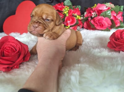 Les chiots de Dogue de Bordeaux