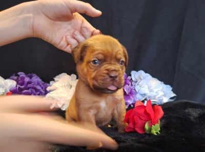 Les chiots de Dogue de Bordeaux