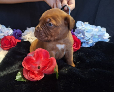 Les chiots de Dogue de Bordeaux