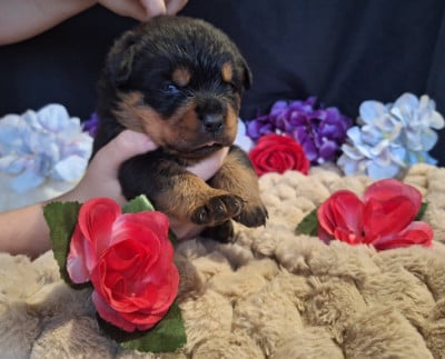 Les chiots de Rottweiler