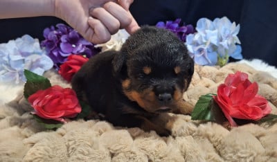 Les chiots de Rottweiler