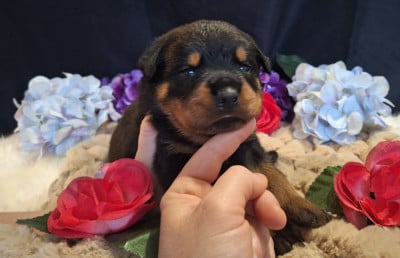 Les chiots de Rottweiler
