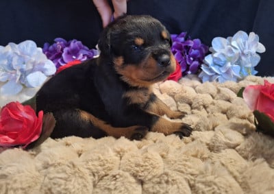 Les chiots de Rottweiler
