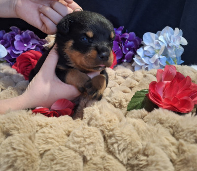 Les chiots de Rottweiler