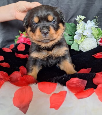 Les chiots de Rottweiler