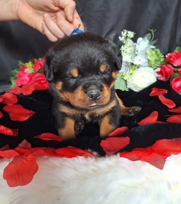 Les chiots de Rottweiler