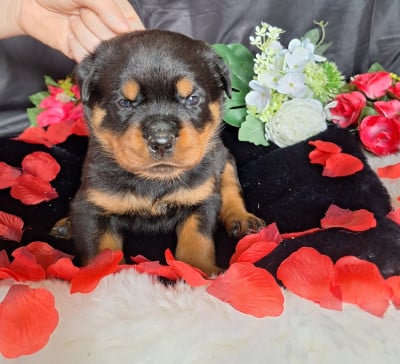 Les chiots de Rottweiler