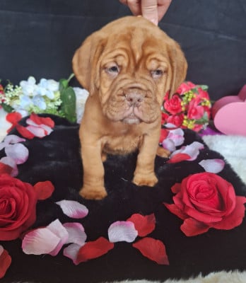 Les chiots de Dogue de Bordeaux
