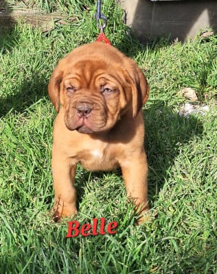 Les chiots de Dogue de Bordeaux