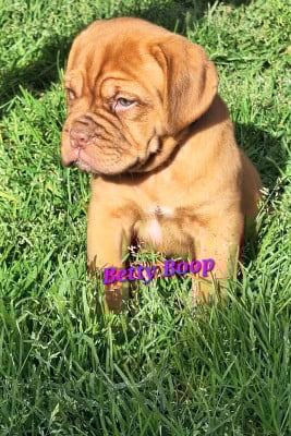 Les chiots de Dogue de Bordeaux