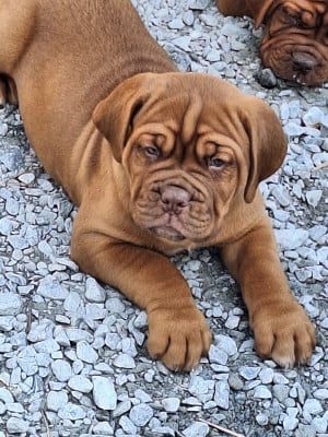 Les chiots de Dogue de Bordeaux
