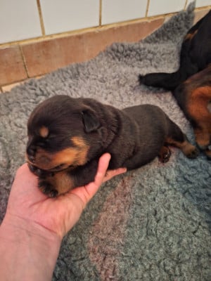 Les chiots de Rottweiler