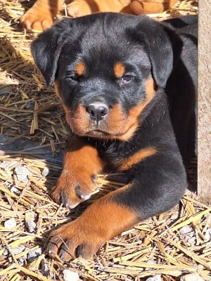 Les chiots de Rottweiler