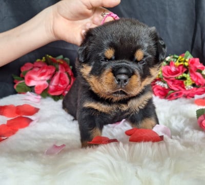 Les chiots de Rottweiler