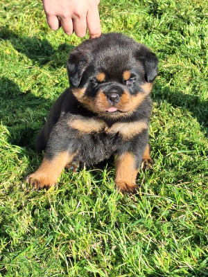 Les chiots de Rottweiler