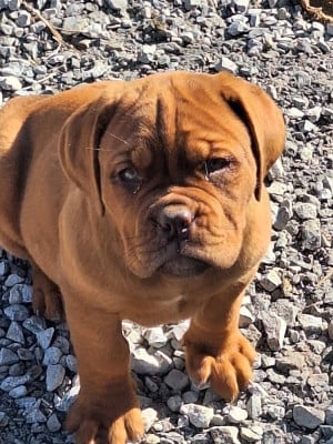 Les chiots de Dogue de Bordeaux