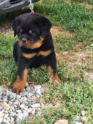 Les chiots de Rottweiler