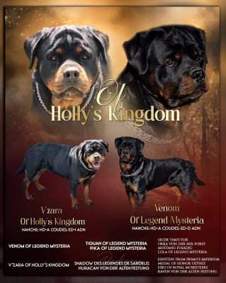 Les chiots de Rottweiler
