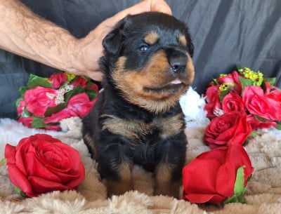 Les chiots de Rottweiler