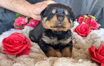 Les chiots de Rottweiler