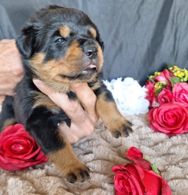 Les chiots de Rottweiler