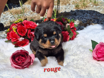 Les chiots de Rottweiler