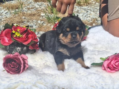 Les chiots de Rottweiler
