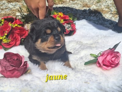 Les chiots de Rottweiler