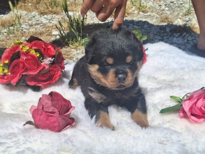 Les chiots de Rottweiler