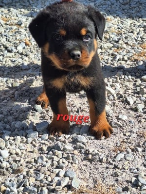 Les chiots de Rottweiler