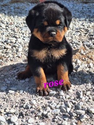 Les chiots de Rottweiler