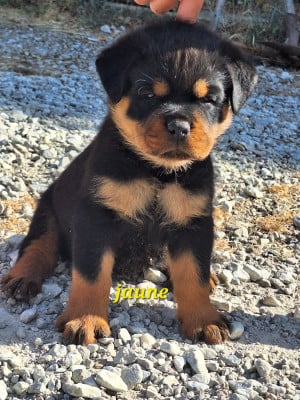 Les chiots de Rottweiler