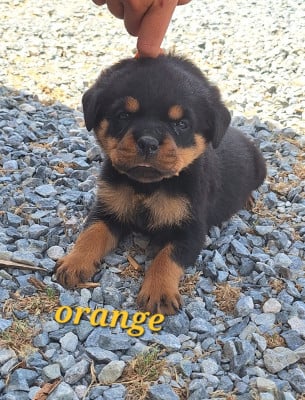 Les chiots de Rottweiler