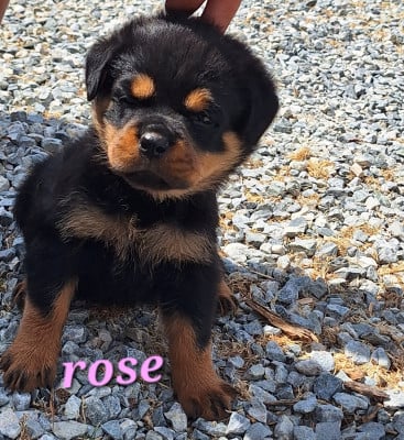 Les chiots de Rottweiler