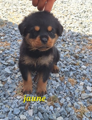 Les chiots de Rottweiler