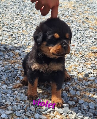 Les chiots de Rottweiler