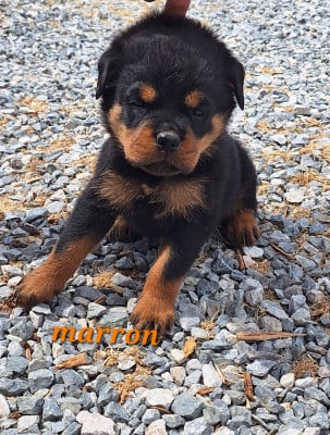 Les chiots de Rottweiler