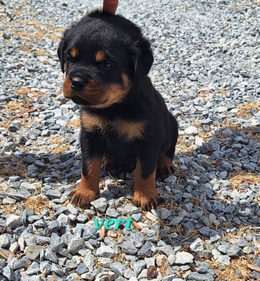 Les chiots de Rottweiler