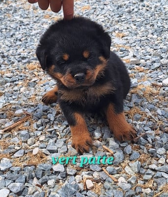 Les chiots de Rottweiler